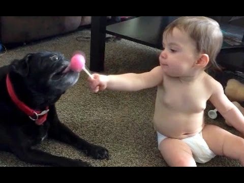 Cats and dogs sneezing, playing with kids and much more – Watch and laugh!